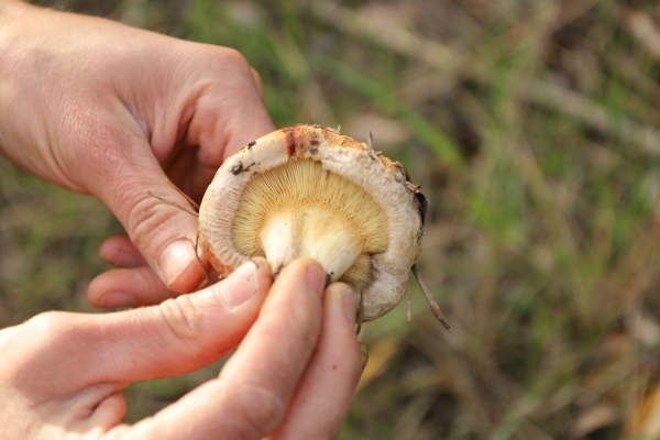 Catalina Mushroom Excursion with Mycologist Stu Pickell