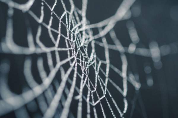 Summer Discovery Program: Explore the Strength of Spider Webs