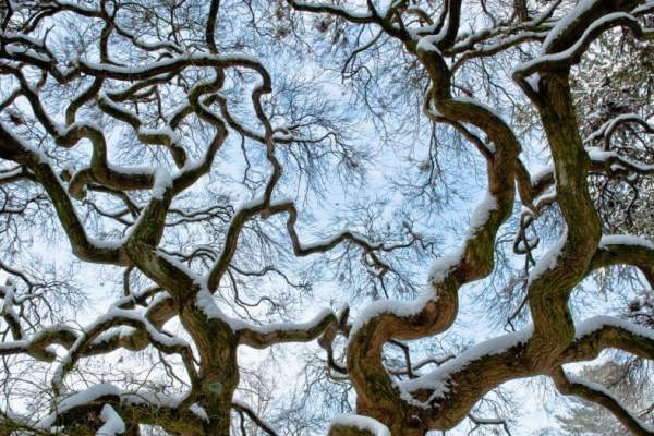 Winter Wonder at Longwood Gardens