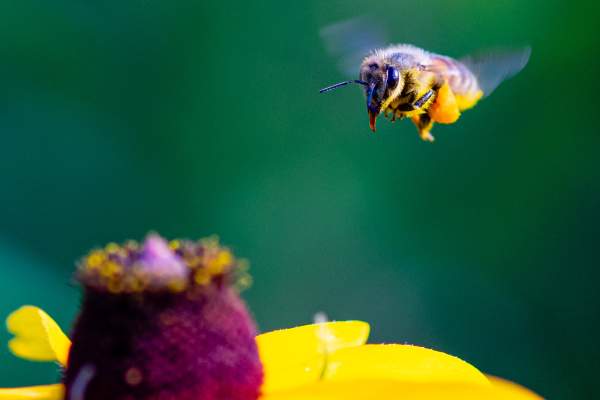 Historic Sugartown Bee Day