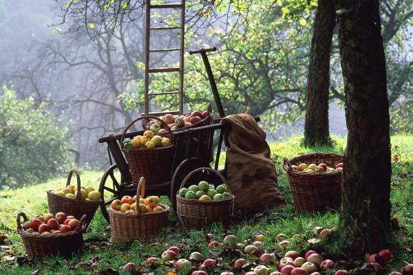 Cider Fest at The Mill