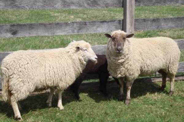 Sheep + Wool Event at Springton Manor Farm