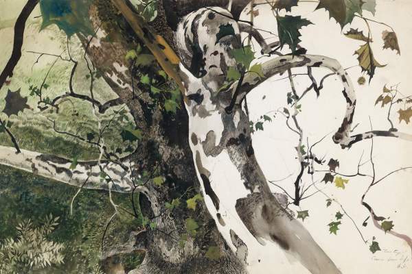 Every Leaf & Twig: Andrew Wyeth’s Botanical Imagination