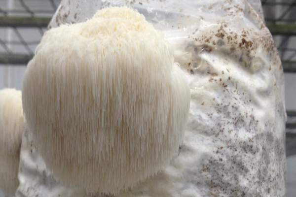Mushroom Minute - History & How to Grow Mushrooms