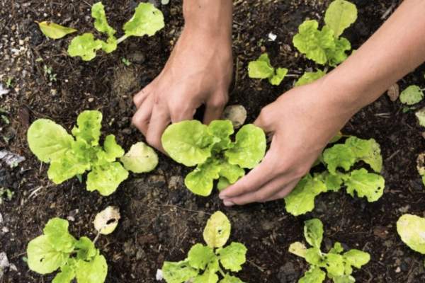 Phoenixville Summer Garden Tour