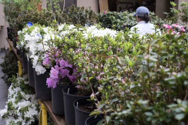 Jenkins Arboretum Opening Weekend Plant Sale