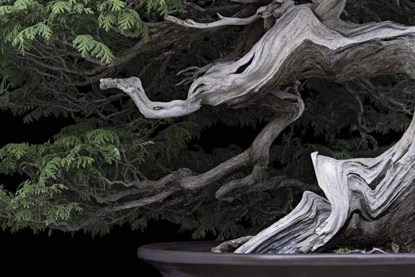 Bonsai Festival at Longwood Gardens