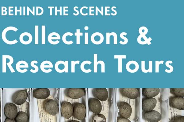 Collections & Research Tours: Behind the Scenes