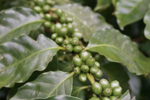 Coffee from Seed to Cup
