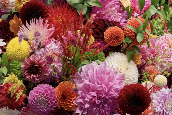 Greater Philadelphia Dahlia Show
