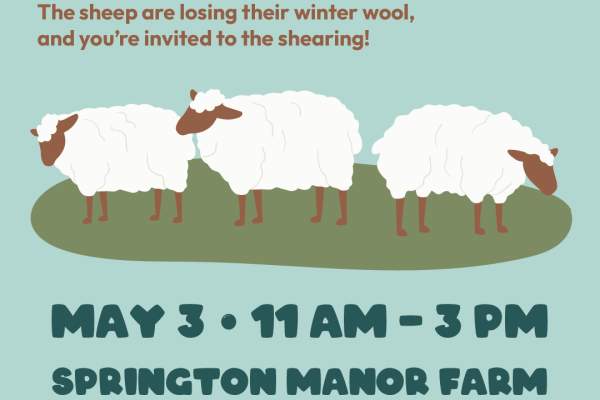 Sheep + Wool Day