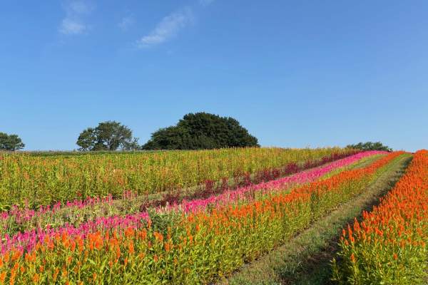 Open Farm Day