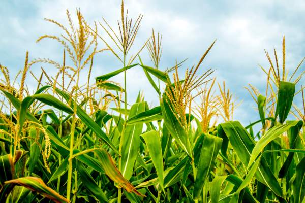 45th Annual Shippensburg Corn Festival
