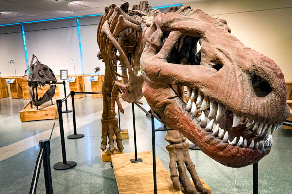 Photo of the Dinosaur exhibition and photos of dinosaur bones at the Allen County Library May 1 - July 31.
