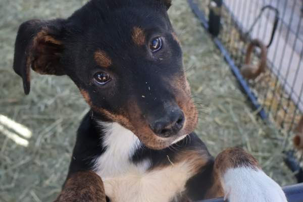 Underdog Animal Rescue & Rehab Adoption Event!