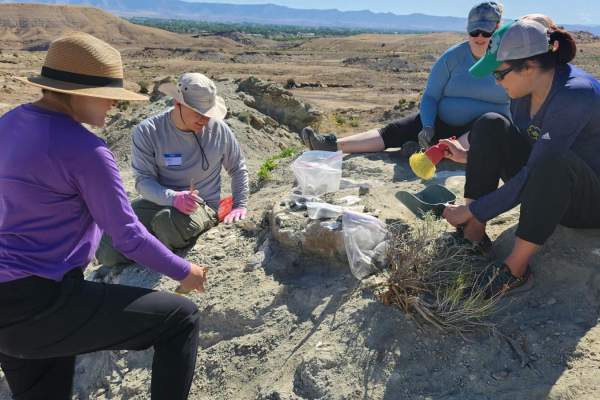 Traildust Theropod Quarry (2-Day Dig)