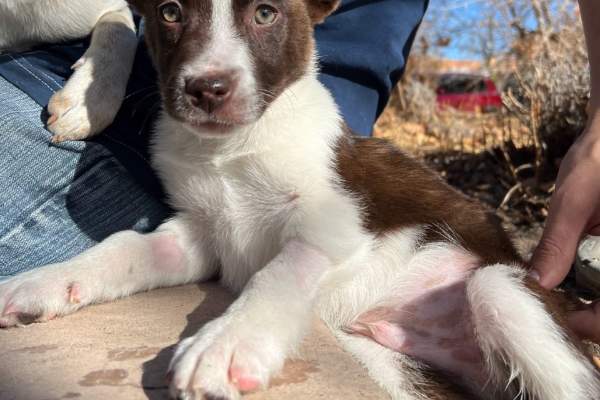 Underdog Animal Rescue & Rehab Adoption Event!