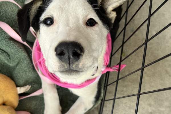 Underdog Animal Rescue & Rehab Adoption Event!