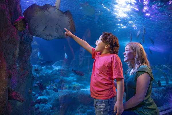 SEA LIFE Grapevine Aquarium