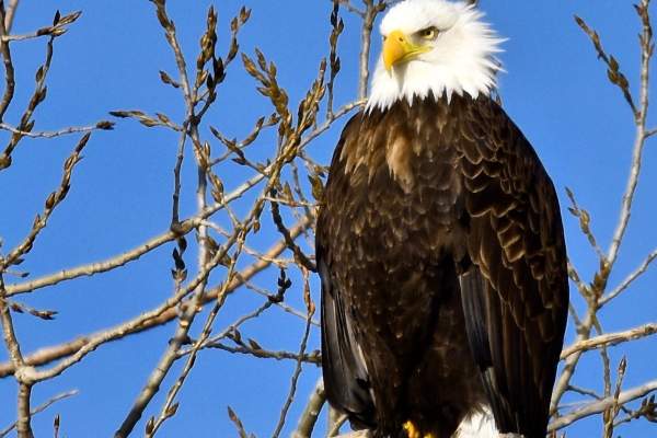 Eagle Viewing at Lake Ogallala