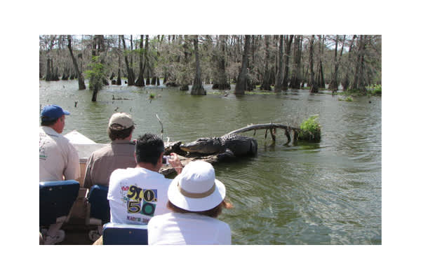 Cajun Country Swamp Tours