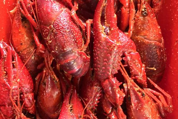 Crawfish Shak 2