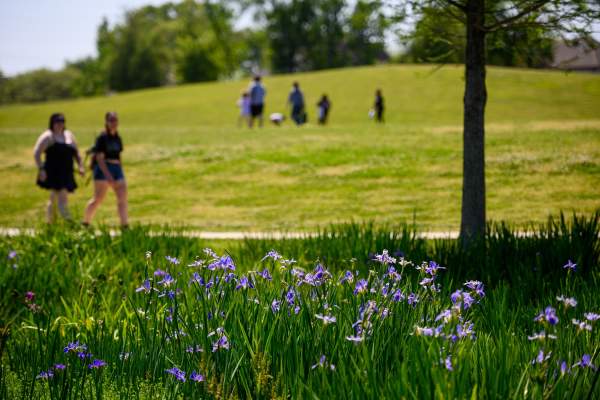 Acadiana’s Louisiana Iris Festival