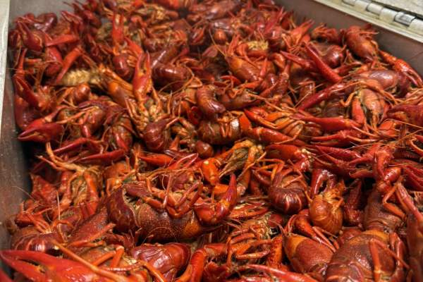 Stelly’s Boiling Spot