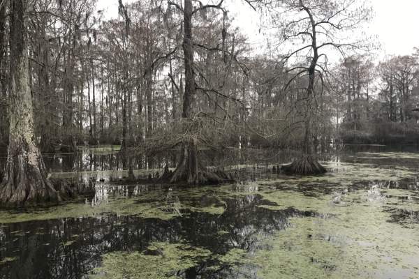 Louisiana Swamp Tours