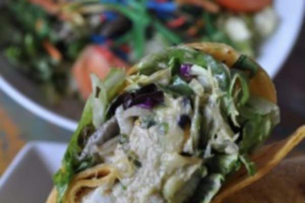 Agave Youngsville