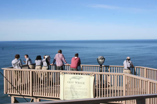 Winter Whale Watch Week