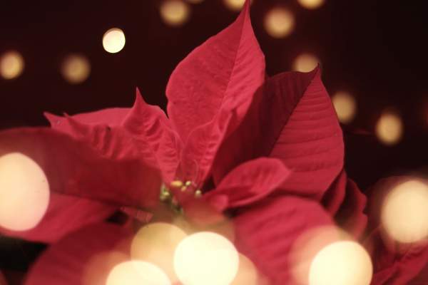 "Uh... Christmas Carole" at Pegasus Playhouse