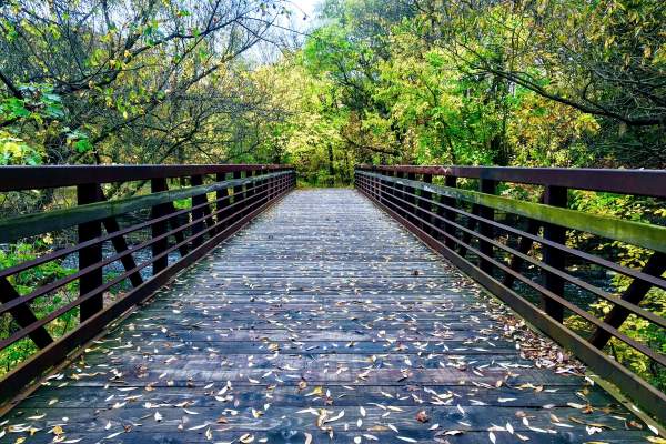 The Oak Leaf Trail