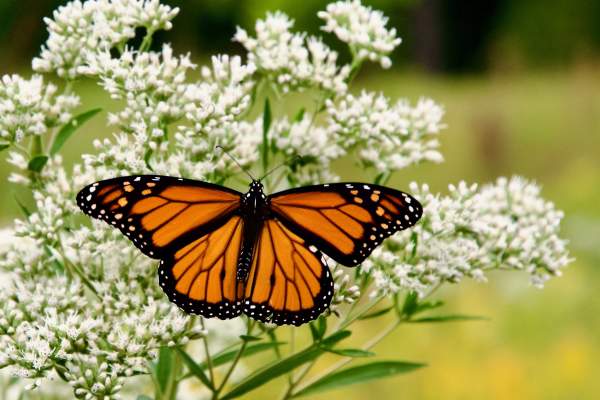 The Monarch Trail