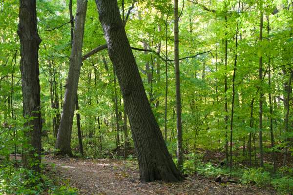 Forest Exploration Center