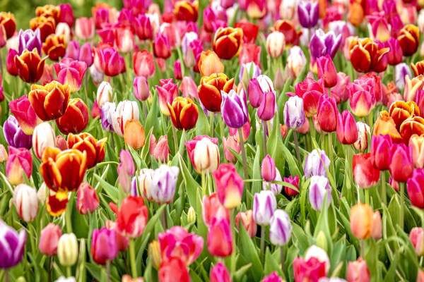 TASC Flower Pick Farm
