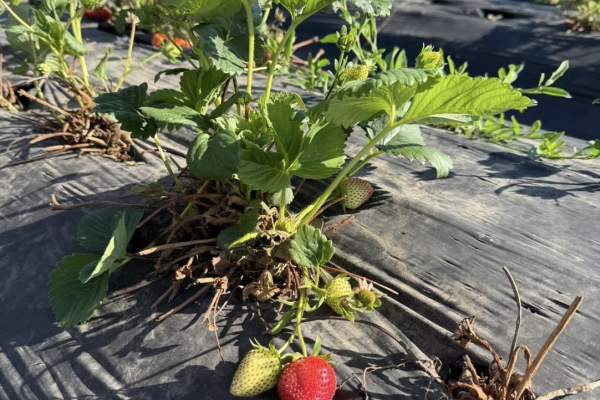 Strawberry Festival at Nelson Produce Farm