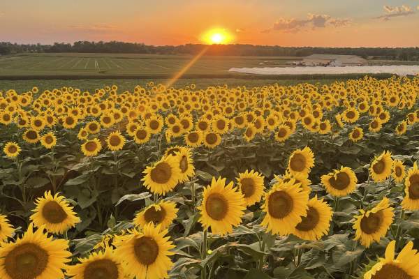 Sunflower Festival