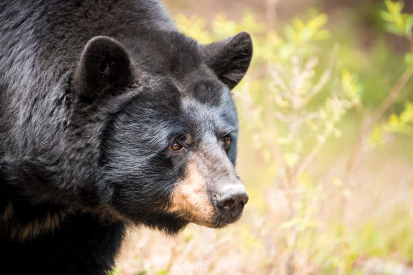 Lee G. Simmons Wildlife Safari Park