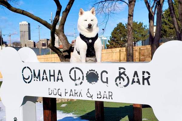 Omaha Dog Bar