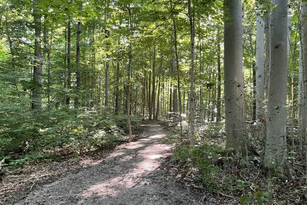 Butternut Woods Trail