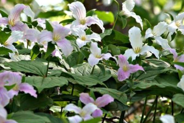 Lawson Nature Reserve (Lawson Tract)