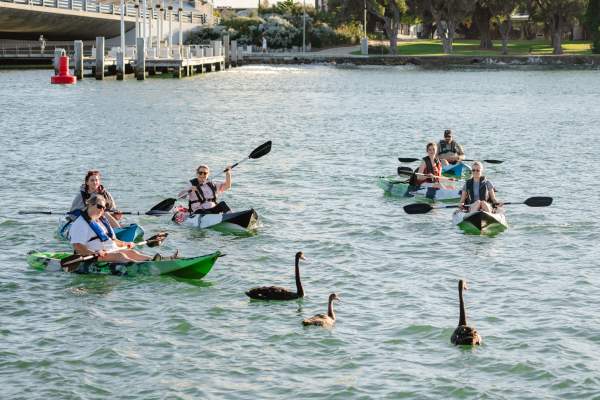 Estuary Escapades: Paddling Stories & Dolphin Watching Adventure
