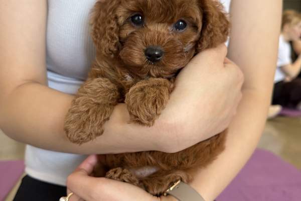 Puppy Yoga Perth | Weekly Sessions with Yoga Paws