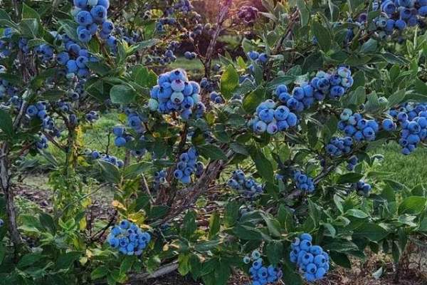 Chet's Blueberries