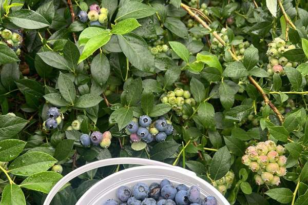 BK Blueberries
