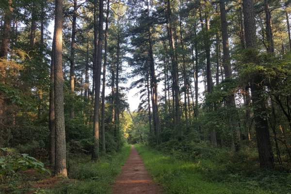 Conway Robinson State Forest