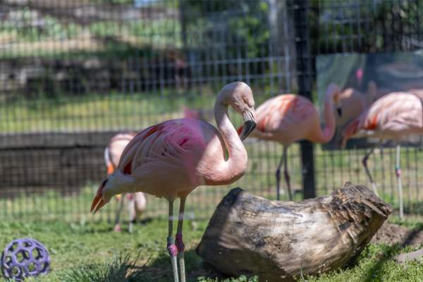 Rolling Hills Zoo