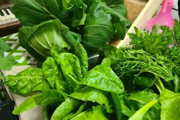 Davis Bay Farmer's Market