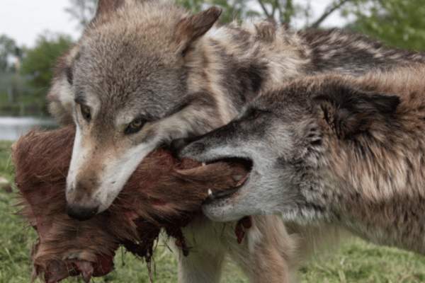 Feeding Demonstration